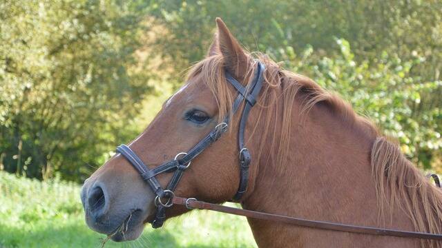 Cheval