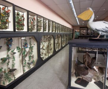 Visite découverte des collections d’histoire naturelle