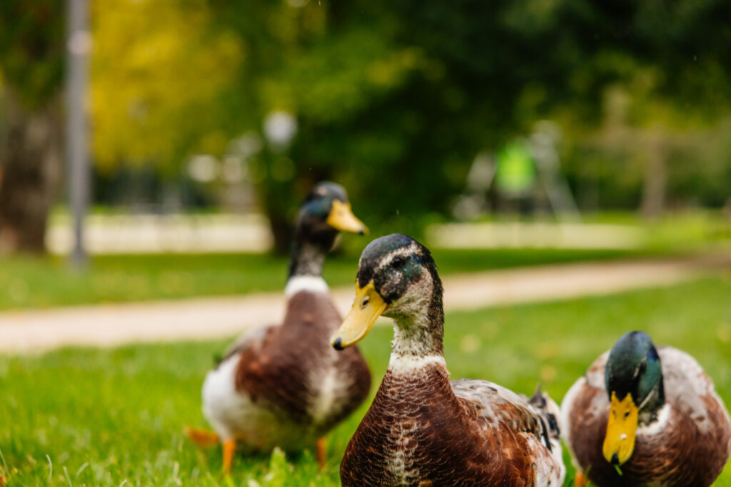 Canard Parc Emile Zola