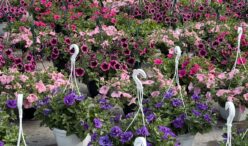 Jardins de Lutz - Crespin (3)